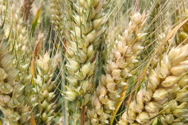 小麦高产品种排名前十名