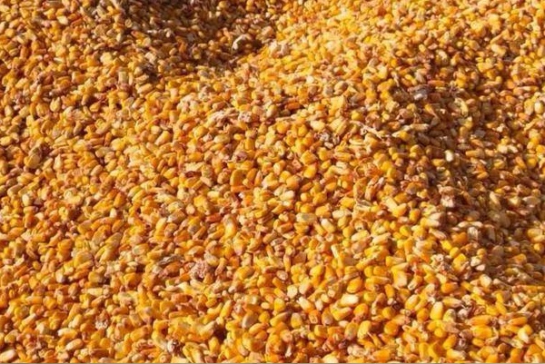 2024干玉米市场价格多少钱一斤？