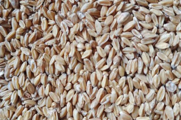 小麦能代替浮小麦吗？