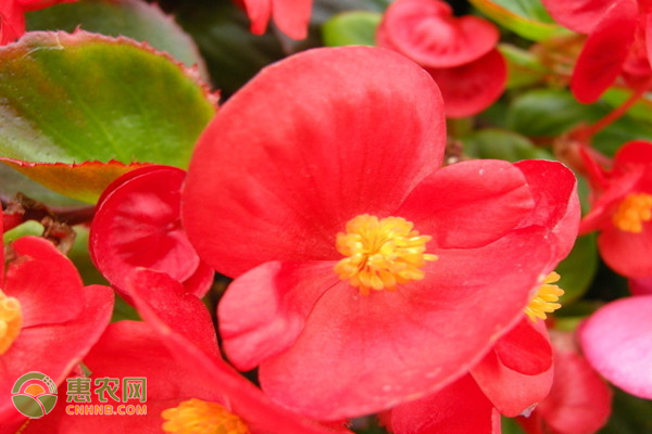海棠花的扦插方法-圖片版權(quán)歸惠農(nóng)網(wǎng)所有