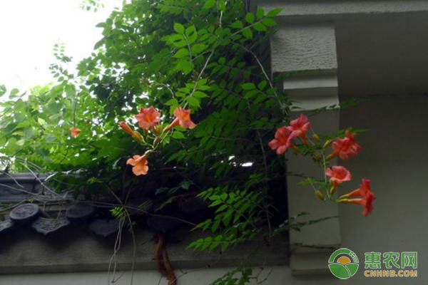 凌霄花的扦插方法-圖片版權(quán)歸惠農(nóng)網(wǎng)所有