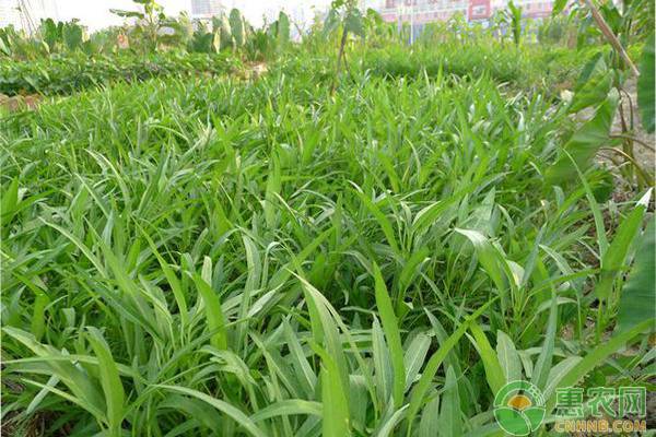 夏季空心菜种植管理-图片版权归惠农网所有