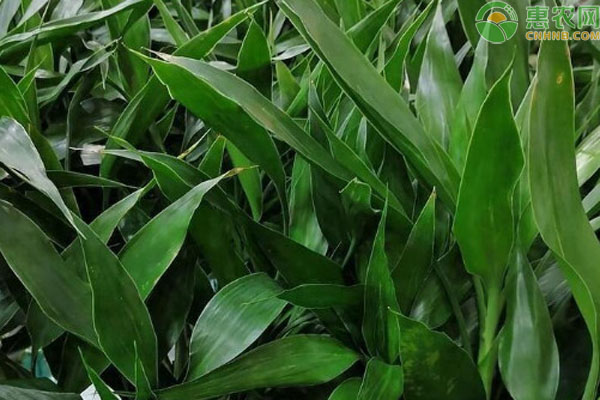 富貴竹多久換一次水？-圖片版權(quán)歸惠農(nóng)網(wǎng)所有