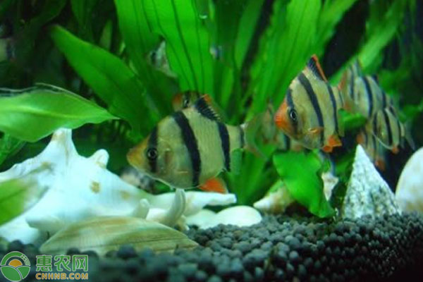 虎皮魚怎么繁殖？-圖片版權歸惠農(nóng)網(wǎng)所有