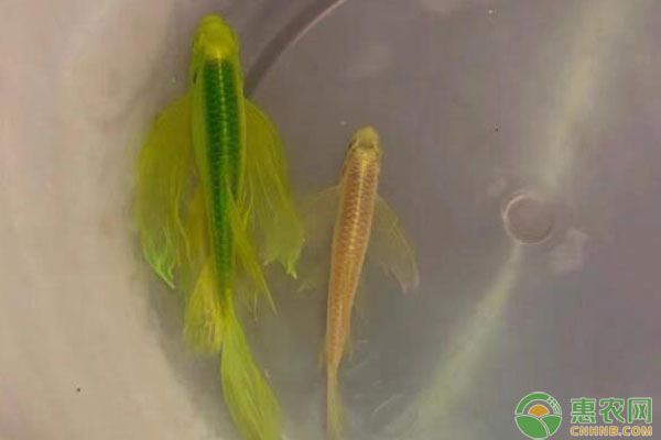 蝶翼斑馬魚怎么繁殖？-圖片版權(quán)歸惠農(nóng)網(wǎng)所有