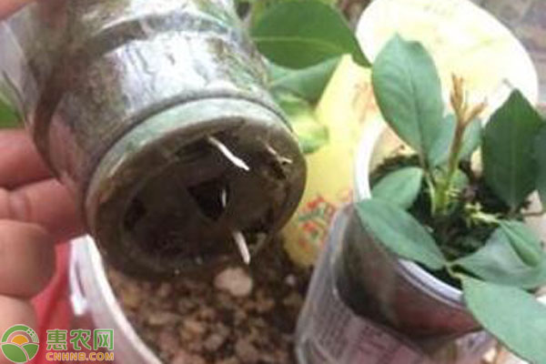 蝴蝶蘭怎么扦插繁殖？-圖片版權(quán)歸惠農(nóng)網(wǎng)所有