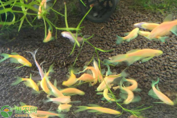 蝶翼斑馬魚怎么繁殖？-圖片版權(quán)歸惠農(nóng)網(wǎng)所有