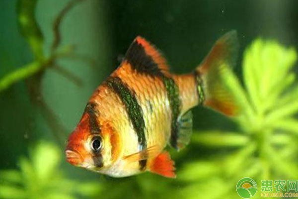 虎皮魚怎么繁殖？-圖片版權歸惠農(nóng)網(wǎng)所有