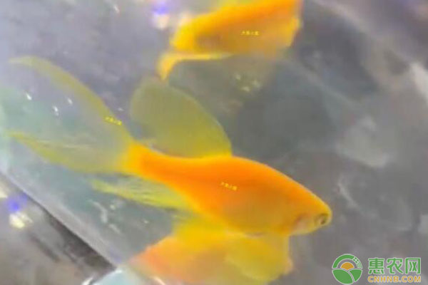 蝶翼斑馬魚怎么繁殖？-圖片版權(quán)歸惠農(nóng)網(wǎng)所有