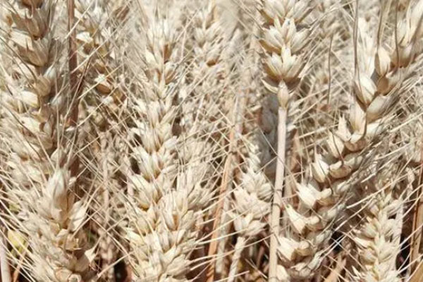 高产小麦品种排行榜前十名