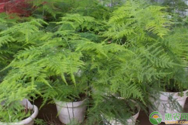 文竹的養(yǎng)植方法及注意事項-圖片版權(quán)歸惠農(nóng)網(wǎng)所有