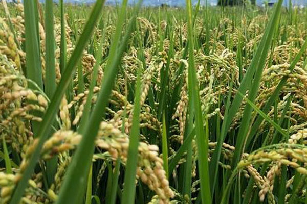 高产水稻品种排行榜前十名