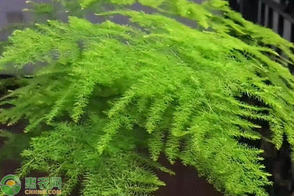 文竹的養(yǎng)植方法及注意事項-圖片版權(quán)歸惠農(nóng)網(wǎng)所有