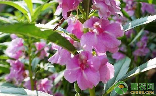 鳳仙花播種時(shí)間和方法-圖片版權(quán)歸惠農(nóng)網(wǎng)所有