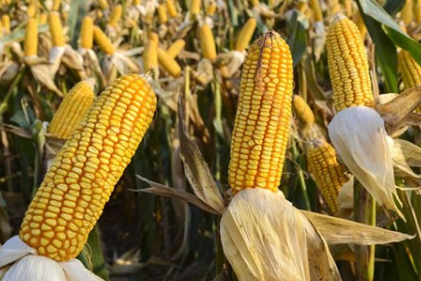 高产玉米品种排行榜前十名