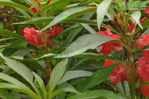 鳳仙花播種時(shí)間和方法-圖片版權(quán)歸惠農(nóng)網(wǎng)所有