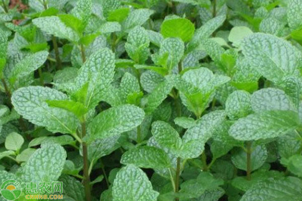 薄荷種植方法和技巧-圖片版權(quán)歸惠農(nóng)網(wǎng)所有