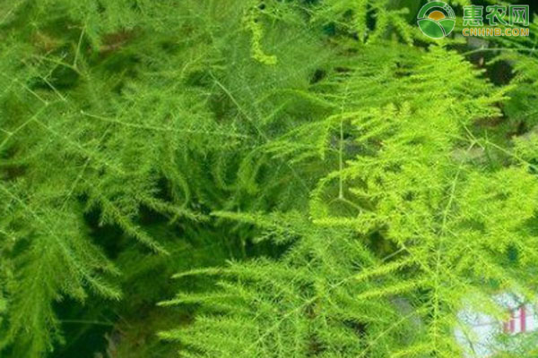 文竹的養(yǎng)植方法及注意事項-圖片版權(quán)歸惠農(nóng)網(wǎng)所有