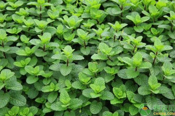 薄荷種植方法和技巧-圖片版權(quán)歸惠農(nóng)網(wǎng)所有