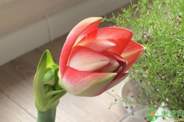 朱頂紅的養(yǎng)殖方法有哪些？-圖片版權(quán)歸惠農(nóng)網(wǎng)所有