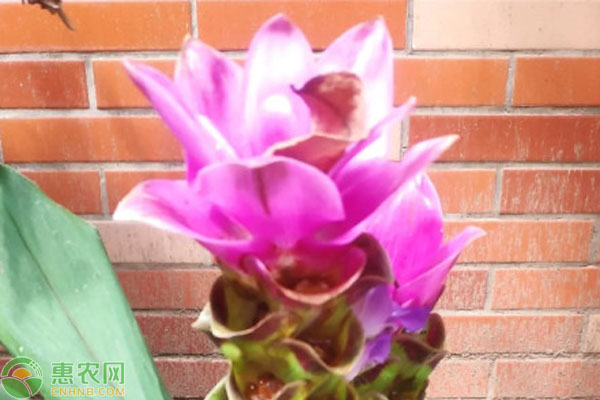姜荷花的養(yǎng)殖方法和注意事項-圖片版權(quán)歸惠農(nóng)網(wǎng)所有