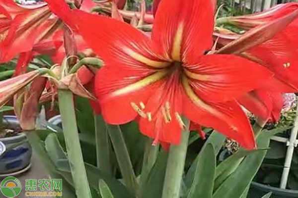 朱頂紅的養(yǎng)殖方法有哪些？-圖片版權(quán)歸惠農(nóng)網(wǎng)所有