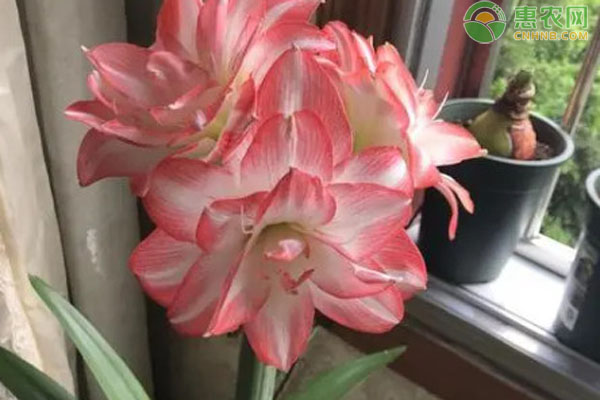 朱頂紅的養(yǎng)殖方法有哪些？-圖片版權(quán)歸惠農(nóng)網(wǎng)所有