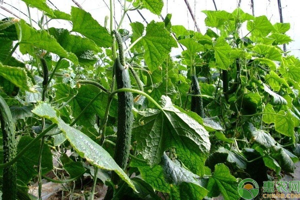 黃瓜種植技術(shù)和管理方法-圖片版權(quán)歸惠農(nóng)網(wǎng)所有