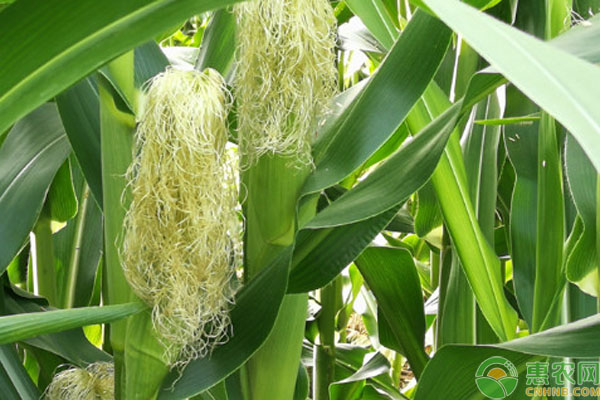 玉米的播種時(shí)間和方法-圖片版權(quán)歸惠農(nóng)網(wǎng)所有