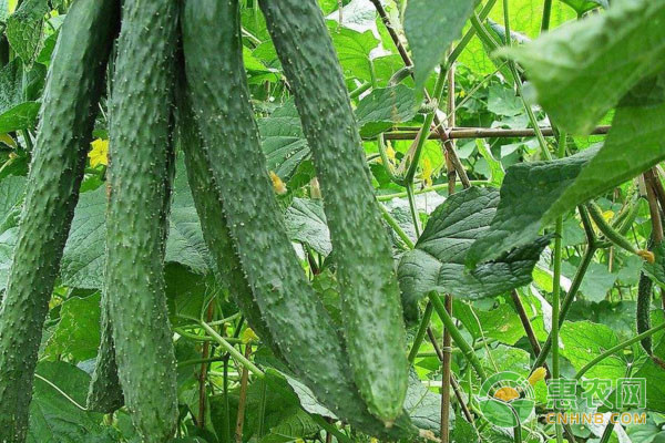 黃瓜種植技術(shù)和管理方法-圖片版權(quán)歸惠農(nóng)網(wǎng)所有
