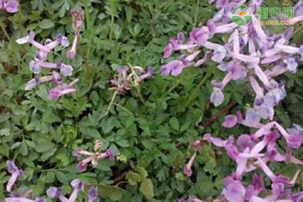 元胡的種植與管理技術(shù)-圖片版權(quán)歸惠農(nóng)網(wǎng)所有