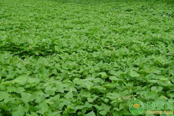 紅薯種植技術(shù)和管理方法-圖片版權(quán)歸惠農(nóng)網(wǎng)所有
