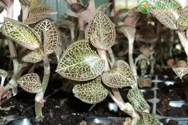 金線蓮種植技術(shù)和栽培管理-圖片版權(quán)歸惠農(nóng)網(wǎng)所有