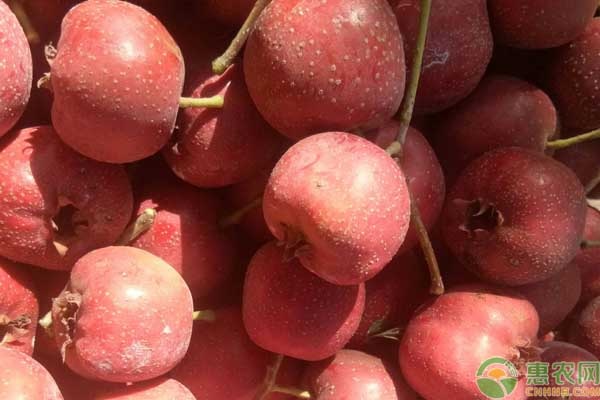 山楂樹(shù)種植和管理方法-圖片版權(quán)歸惠農(nóng)網(wǎng)所有