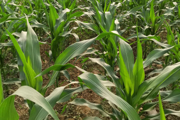 种植一亩地玉米的利润