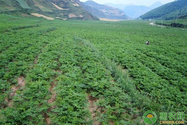 元胡的種植與管理技術(shù)-圖片版權(quán)歸惠農(nóng)網(wǎng)所有