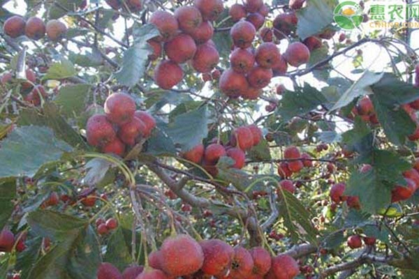 山楂樹(shù)種植和管理方法-圖片版權(quán)歸惠農(nóng)網(wǎng)所有