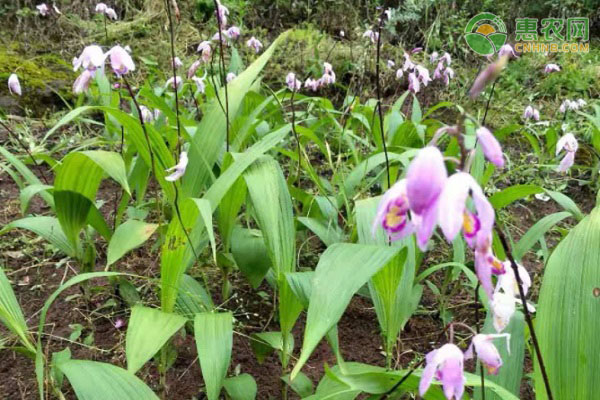 元胡的種植與管理技術(shù)-圖片版權(quán)歸惠農(nóng)網(wǎng)所有