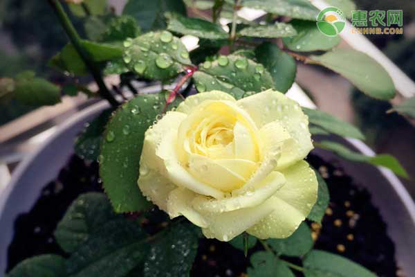 月季夏天能大剪嗎？-圖片版權(quán)歸惠農(nóng)網(wǎng)所有