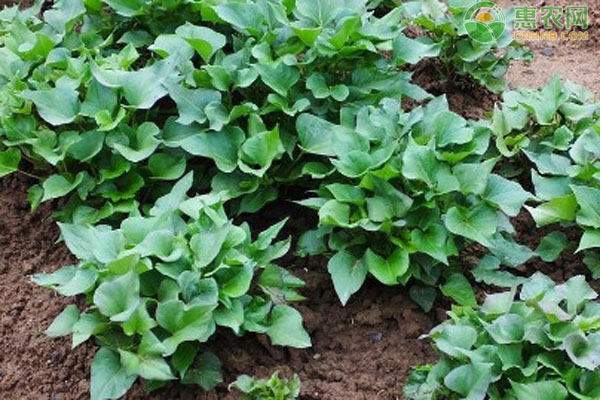 紅薯種植技術(shù)與管理-圖片版權(quán)歸惠農(nóng)網(wǎng)所有