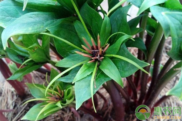 重樓種植技術(shù)與栽培管理-圖片版權(quán)歸惠農(nóng)網(wǎng)所有