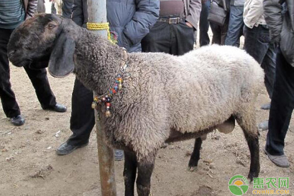 一只成年羊能卖多少钱?