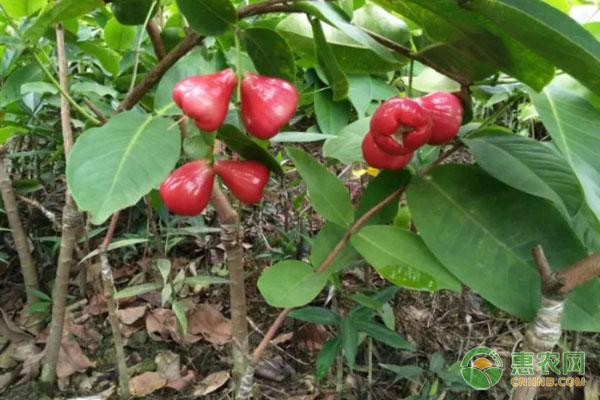蓮霧種植技術(shù)與管理方法-圖片版權(quán)歸惠農(nóng)網(wǎng)所有