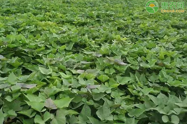 红薯的种植技术和管理方法-图片版权归惠农网所有