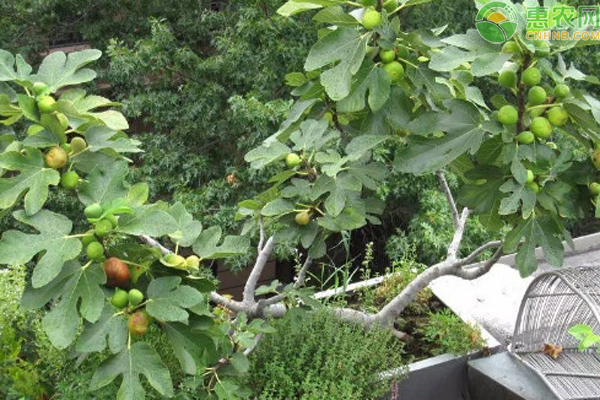 無花果的種植方法和管理-圖片版權(quán)歸惠農(nóng)網(wǎng)所有