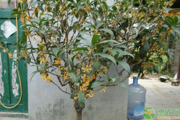 桂花叶子一碰就掉怎么补救？-图片版权归惠农网所有