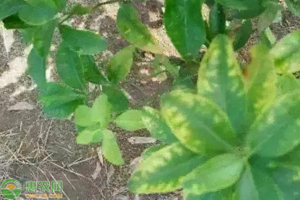 花的葉子黃了怎么辦？-圖片版權(quán)歸惠農(nóng)網(wǎng)所有