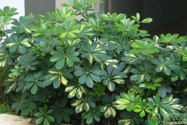 鵝掌木葉子發(fā)黃脫落怎樣挽救？-圖片版權(quán)歸惠農(nóng)網(wǎng)所有