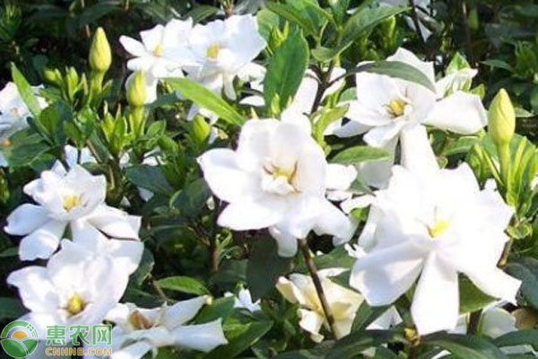梔子花掉花苞什么原因？-圖片版權(quán)歸惠農(nóng)網(wǎng)所有