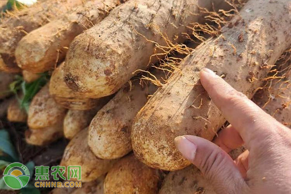 山药种植技术与栽培管理-图片版权归惠农网所有